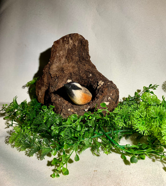 Nuthatch in a Hollow