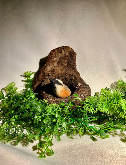 Nuthatch in a Hollow